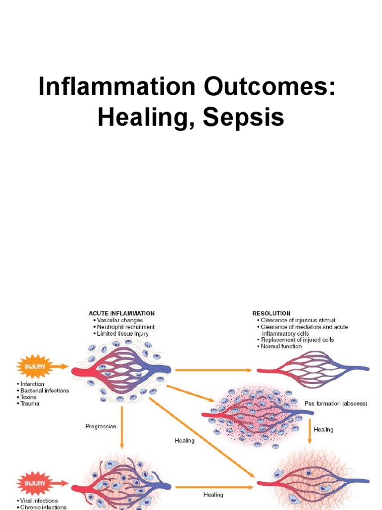Inflammation and Healing | PDF | Wound Healing | Inflammation