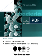 Struktur Sel Bakteri