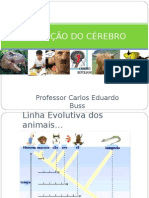 Evolução Do Cérebro