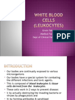 White Blood Cells (Leucocytes)
