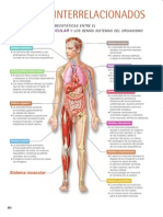 Sistemas Interrelacionados. Muscular