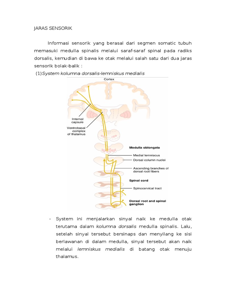 Jalur Sensorik dan Gangguannya | PDF | Sains & Matematika