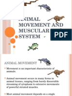 Animal Movement and Muscular System