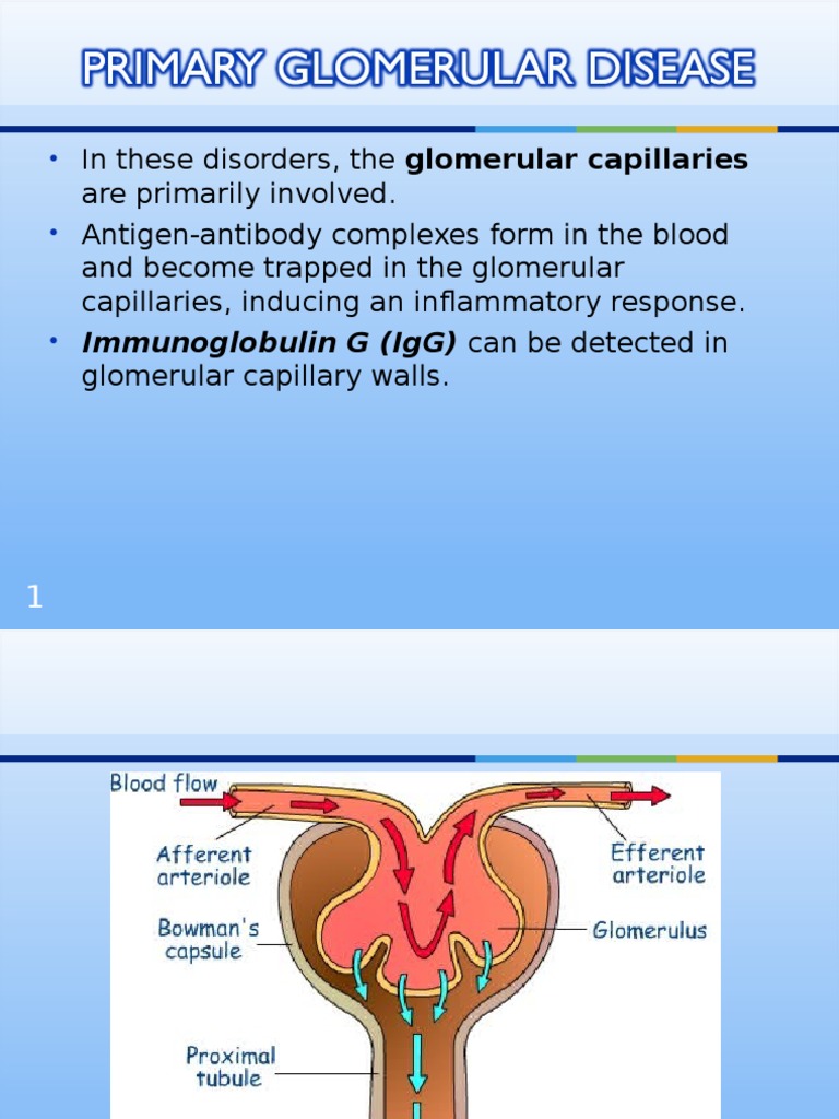Acute Glomerulonephritis Overview | PDF | Chronic Kidney Disease | Kidney