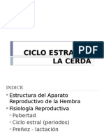 Ciclo Estral de La Cerda