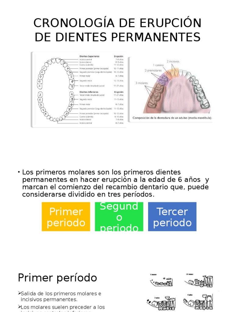CRONOLOGÍA DE ERUPCIÓN DE DIENTES PERMANENTES.pptx Diente Anatomia dental