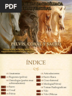 Articulación Sacroíliaca y Coxofemoral