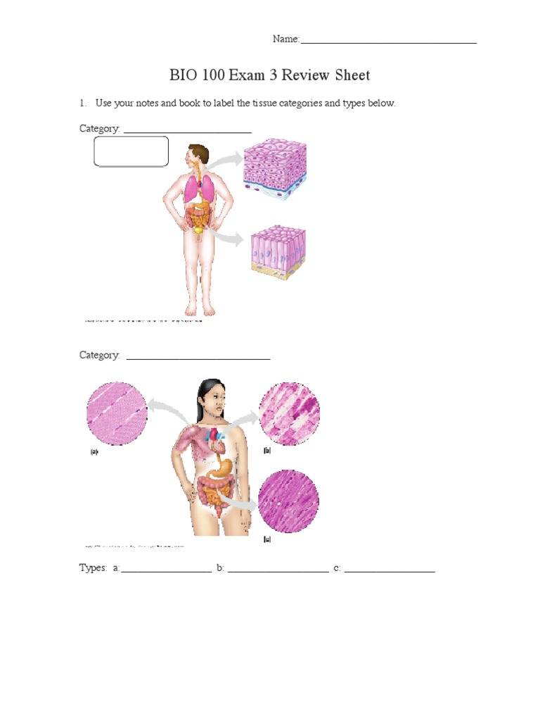 BIO 100 Exam 3 Review Guide | PDF | Lymphatic System | Immune System