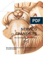 NERVIOS CRANEALES 12 PARES
