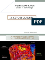 Citoesqueleto