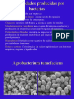Tema7 Agrobacterium