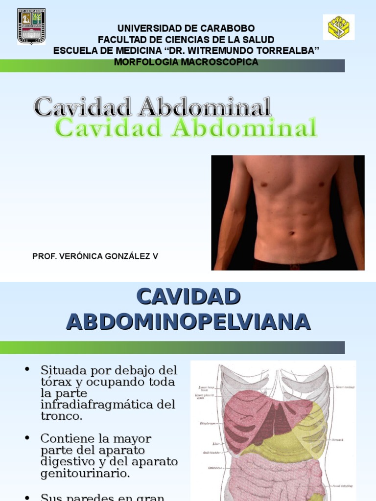 Cavidad Abdominal Clase de Anatomía Pelvis Abdomen