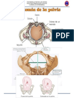 anatomia de la pelvis