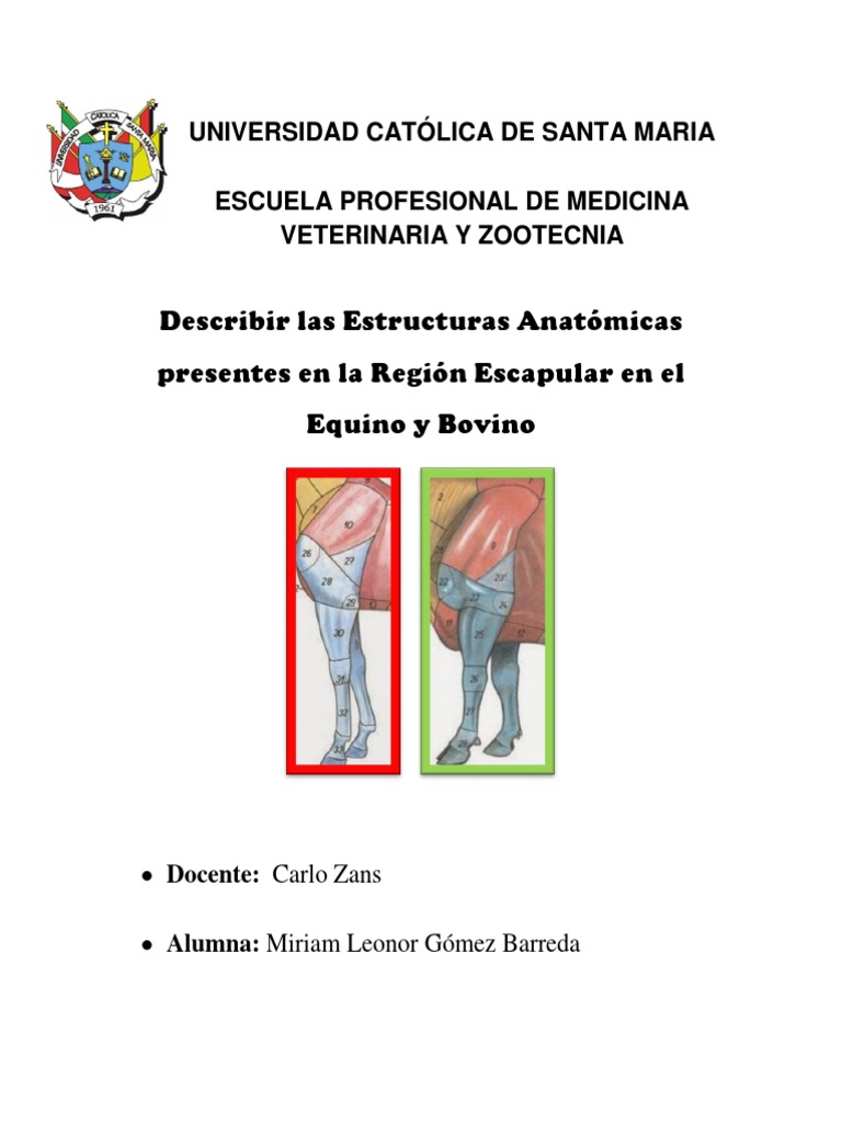 Anatomía de la Escápula para Estudiantes Veterinarios, image size:768x1024