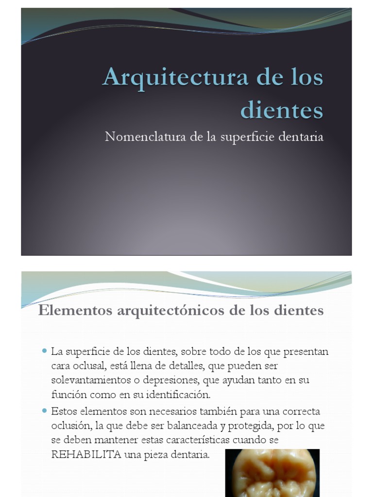 Arquitectura de Los Dientes | PDF | Diente humano | Anatomia dental
