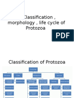 Classification, Morphology, Life Cycle of Protozoa