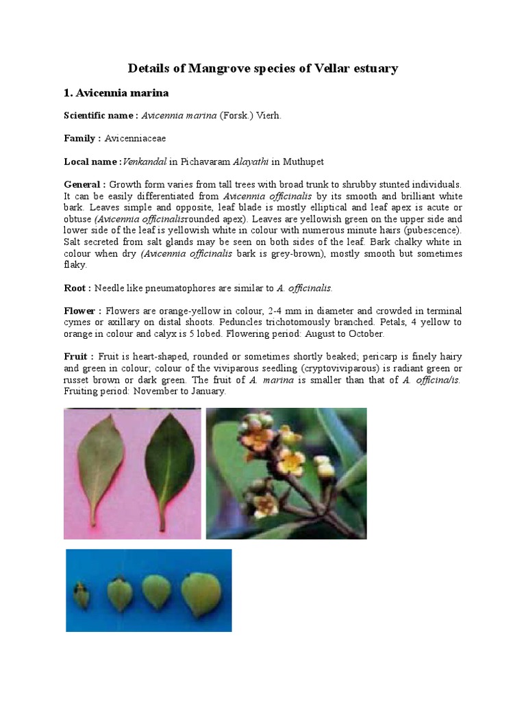 Mangrove Species of Vellar Estuary | PDF | Mangrove | Trees