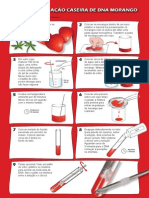 Extração de DNA do Morango