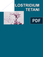 Clostridium Tetani