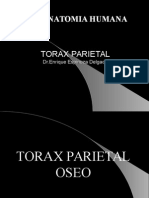 Torax Parietal