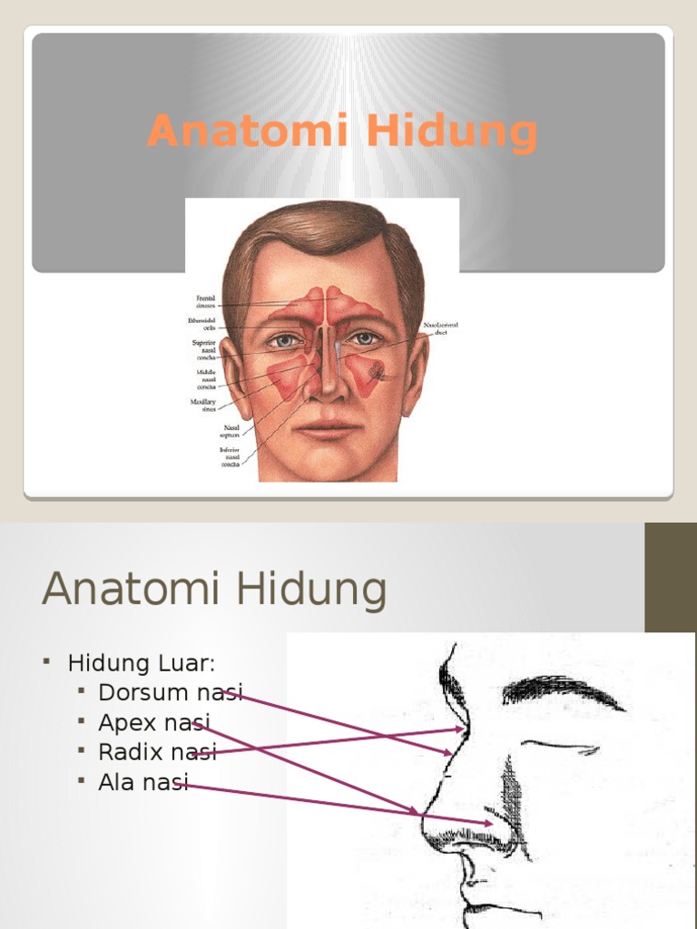 18+ Anatomi Hidung Luar