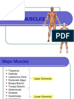 Major Human Muscles