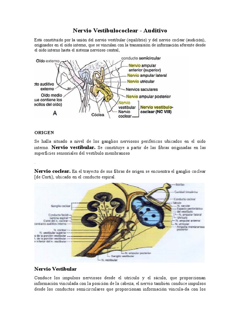 Nervio Vestibulococlear: Origen y Trayecto | PDF | Cerebelo | Oído