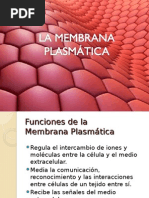 La Membrana Plasmatica