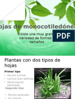 Hojas de Monocotiledóneas