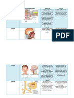 Sistema Respiratorio Anatomia