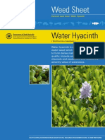 Water Hyacinth Id Fact