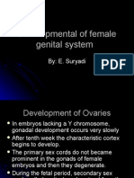 The Female Genital Organs Development