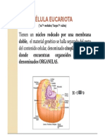Celula Eucariota. organelas