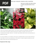 Conheça Onze Plantas Que Crescem Mesmo Sob a Sombra