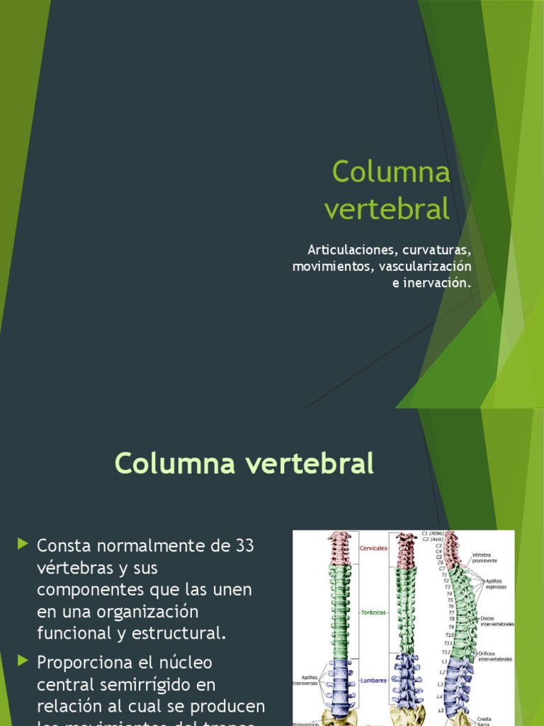Estructura y Función de la Columna Vertebral | PDF | La columna ...
