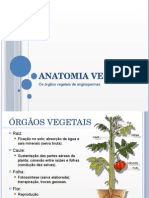Anatomia Vegetal.pptx