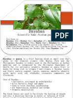 Download Scientific Name Psidium Guajava by neoclint SN27561924 doc pdf