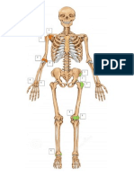 Esqueleto y sus salientes óseas.
