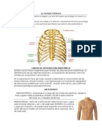 Lineas de Referencia de Tórax