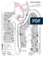 Nephron Map