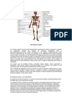 sistema oseo