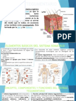 Sistema Tegumentario