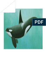 Orca