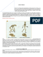 El Proceso de Hominización