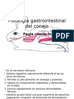 Fisiología gastrointestinal del conejo: digestión y absorción