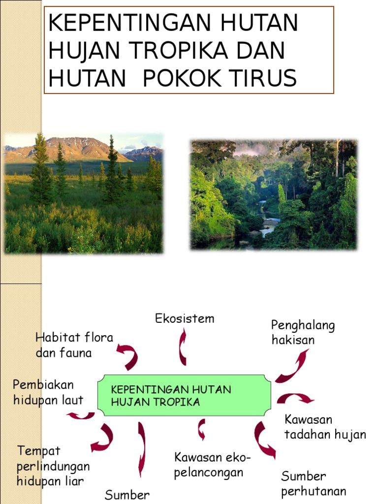  Kepentingan Hutan Hujan Tropika Dan Hutan Pokok Tirus