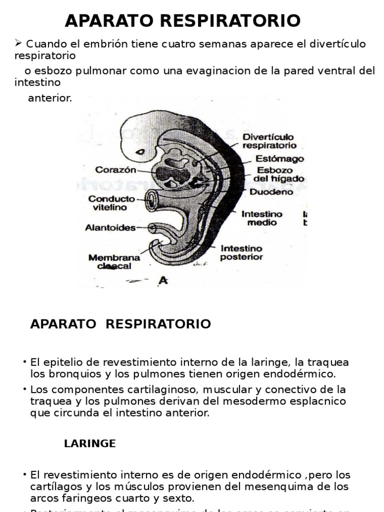 APARATO RESPIRATORIO Embriologia Pulmón Sistema