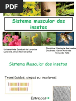 SISTEMA MUSCULAR DOS INSETOS.ppt