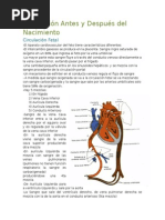 Circulación Antes y Después Del Nacimiento