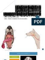 Patologias de La Cavidad Oral y Esofago